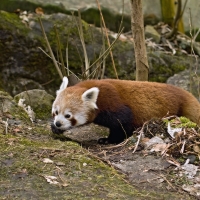 Panda červená