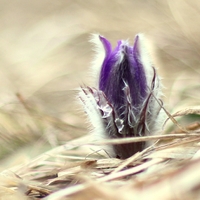 Pulsatilla Slavica