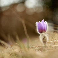 Pulsatilla Slavica