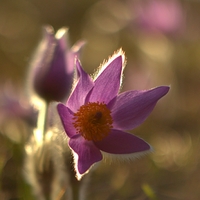 Pulsatilla Slavica