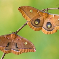 Antheraea polyphemus (samičky)