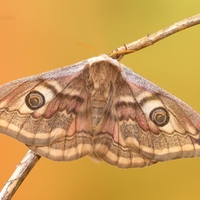 Saturnia pavoniella  (samička) 