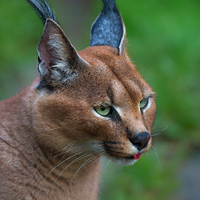 Caracal caracal