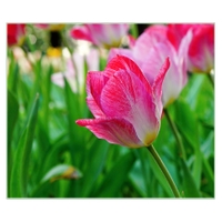 A kvetou tulipány