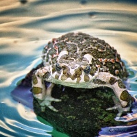 Ropucha zelená (Bufo viridis?)