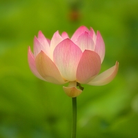 Nelumbo nucifera