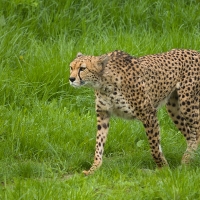 Gepard