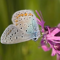 Modrásek jehlicový (Polyommatus icarus)