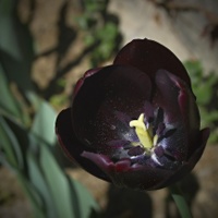 tulipe noire