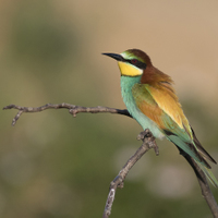 Merops apiaster