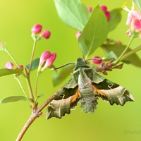 Lišaj pupalkový (Proserpinus proserpina)