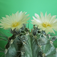 astrophytum