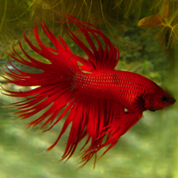 Bojovnice pestrá (Betta splendens)