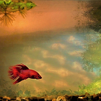 Bojovnice pestrá (Betta splendens) II.