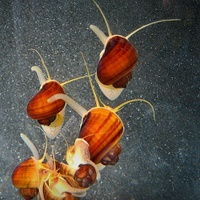 Měchýřovka východní  (Ampullaria australis)