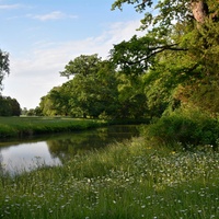 Kopretinová louka