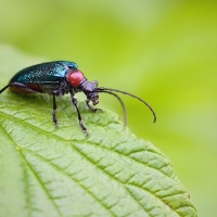 Tesařík (Gaurotes virginea)