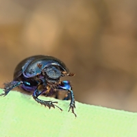 Chrobák lesní (Anoplotrupes stercorosus)