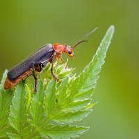 Páteříček obecný (Cantharis rustica)