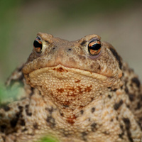 bufo bufo portrét :)