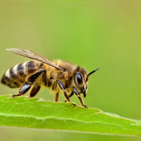 včela :)