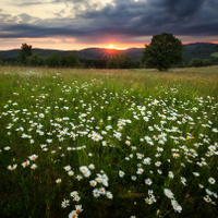 Kopretinové pole