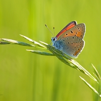 Ohniváčik štiavový - Lycaena hippothoe