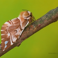 Strakáč brezový (Endromis versicolora) samička