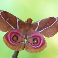 Antherina suraka (samička)