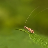 Nemophora degeerella (adéla De Geerova) - samček