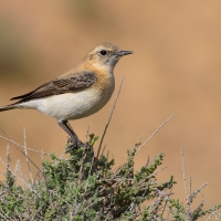 Bělořit okrový (Oenanthe hispanica)