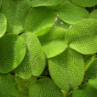 Nepukalka plovoucí (Salvinia natans)