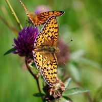 Argynnis aglaja