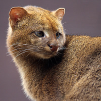 Jaguarundi