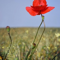 maková a čmelda