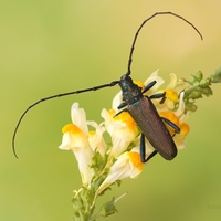 Fuzáč pižmový (Aromia moschata)