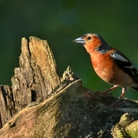 Pěnkava obecná (Fringilla coelebs)