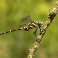 Cordulegaster boltonii