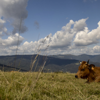 Petit Ballon