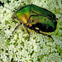 Cetonia aurata