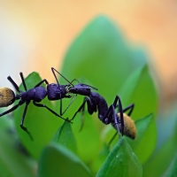Mravenec žlutochlupý