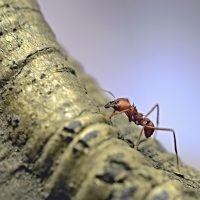 Mravenec střihač