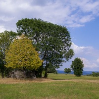 stromoví