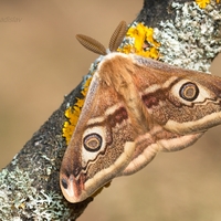 Okáň podobný (Saturnia pavoniella) samček 