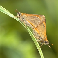 Láska je láska... (Súmračník metlicový - Thymelicus sylvestris) 