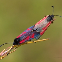 Zygaena minos 