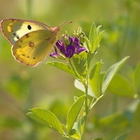 Žltáčik podkovkový (Colias alfacariensis) samička 