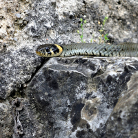 Užovka obojková