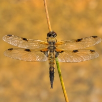 Quadrimaculata