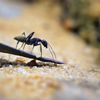 Mravenec žlutochlupý
